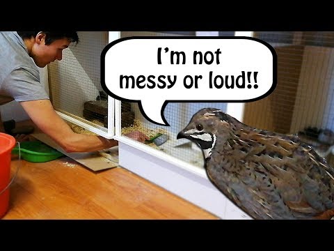 Видео: Перепела — шумные и грязные питомцы?