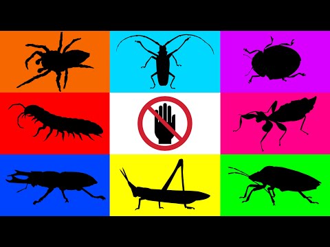 Видео: Насекомое: Листоед, Божья коровка, Паук-скакун, Жук-олень, Кузнечик, Клоп-вонючка, Желтая многоножка