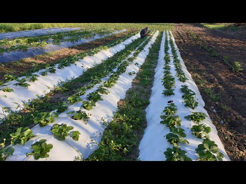Видео: Немного о посадках рассады фриго.