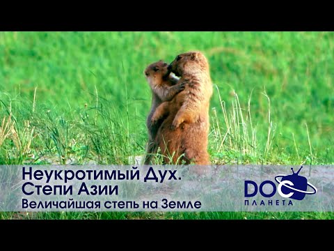 Видео: Неукротимый Дух. Степи Азии - Фильм 2. Величайшая степь на Земле - Документальный фильм