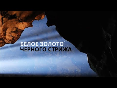 Видео: "Белое золото черного стрижа". Страна птиц. Документальный фильм @SMOTRIM_KULTURA