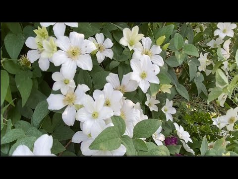 Видео: Клематисы.  Весенний сад.