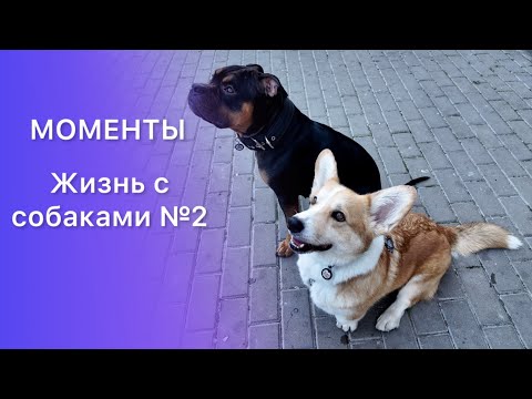 Видео: Жизнь с собаками №2 | Амбулли и корги