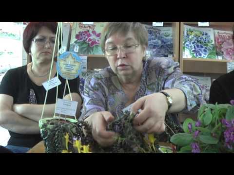 Видео: ДФ.Колумнеи зимой. В.В.Киселёва