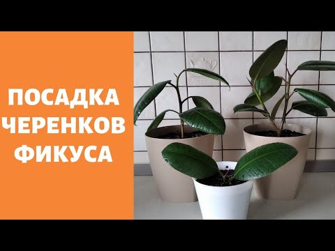 Видео: Посадка черенков фикуса. Верхушки фикуса дали корни.