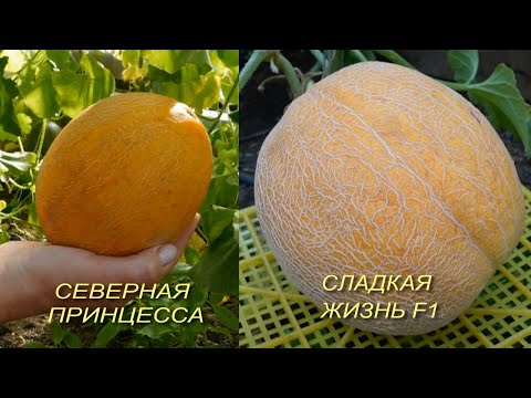 Видео: Две очень сладкие ДЫНИ. Советы от ЗЕЛЕНОГО ОГОРОДА!