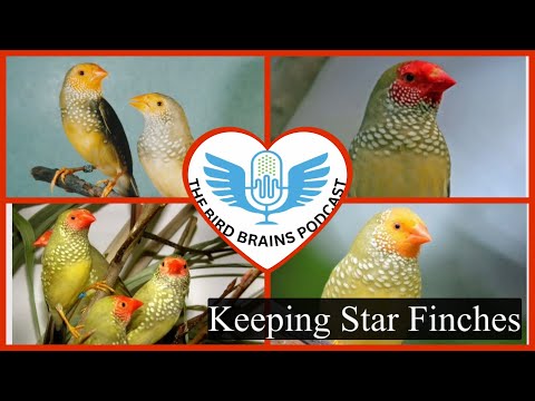 Видео: Содержание звёздчатых амадин: как они могут стать «ЗВЕЗДОЙ» вольера. Подкаст Birdbrains, выпуск 58.