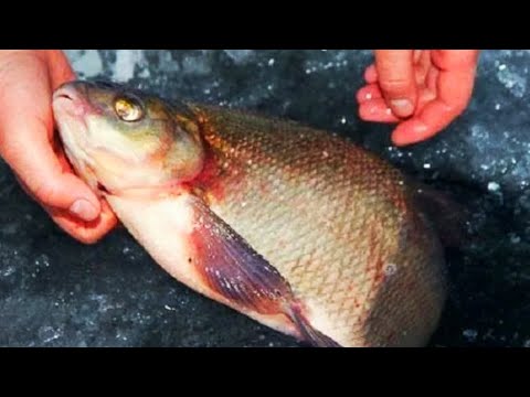 Видео: ОДИН УЕХАЛ В ТАЙГУ! рыбалка с ночевкой в дичайших местах Сибири