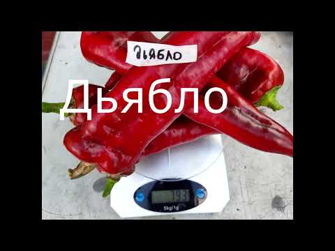 Видео: Каталог сладких перцев и список томатов,семена которых есть в наличии. 