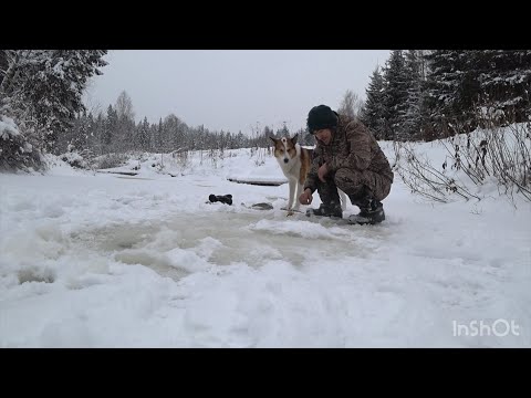 Видео: По первому льду , за хариусом .