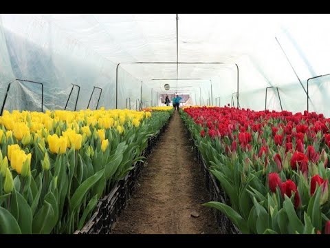 Видео: Выгонка тюльпанов к 8 марта и 14 февраля  посадка тюльпанов в теплицу Tulip Distillation2021