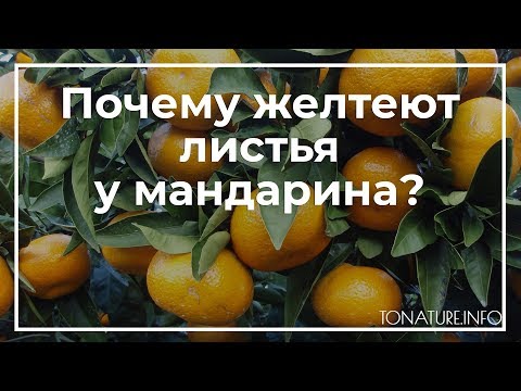 Видео: Почему желтеют листья у мандарина? | toNature.Info