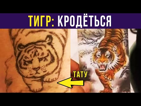 Видео: Приколы. ОПАСНЫЙ ТИГР))) | Мемозг #356