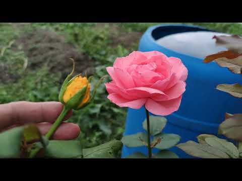 Видео: прививка розы к другому сорту \ rose grafting