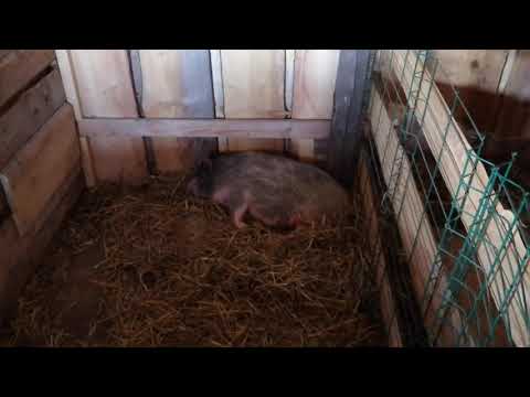 Видео: /Свиноматка упала на задние ноги / ЧП в хозяйстве / Что делать??? / Болезни свиней /