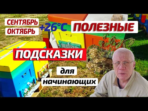 Видео: Пасека в сентябре и в октябре Как правильно подсадить плодную матку