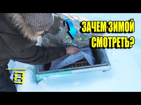 Видео: ЗИМНИЙ ОСМОТР ПЧЕЛ. НА СКОЛЬКО ХВАТИТ КОРМОВ? ЛЮБИТЕЛЬСКОЕ ПЧЕЛОВОДСТВО 23-1