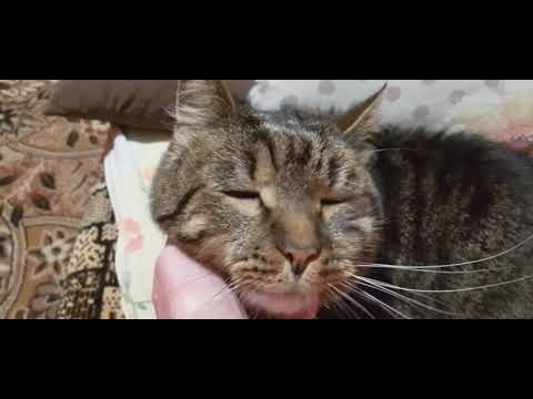 Видео: ДРЕССИРОВАННАЯ СИМУШКА! 🙀🥰А ВОТ И НЕ ПОДЕРЕТЕСЬ!😺💞