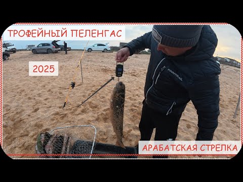 Видео: Рыбалка на пеленгаса 2025 бешеный клев