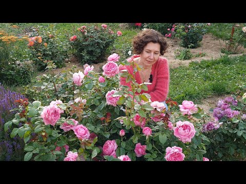 Видео: Розы в моём саду - 2023 / Новые сорта роз / Roses in my garden 2023 / New varieties of roses /