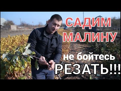 Видео: Посадка малины НЕ УСЛОЖНЯЙТЕ!!! Все намного проще