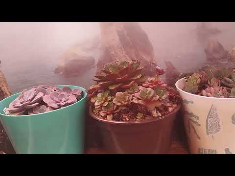 Видео: Ответы на вопросы - болталка- мой опыт выращивания суккулентов . 30 января 2025 г.