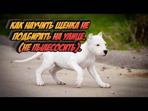 Видео: Как научить щенка не подбирать на улице. (НЕ ПЫЛЕСОСИТЬ)