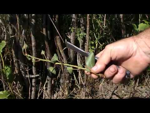 Видео: № 240   Chip budding. Чип бъдинг и будна пъпка. Лятно присаждане, ашладисване, калемене - 15.06.20 г