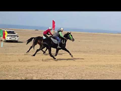 Видео: 🥇🏆1-Орун "Аманат" Кунан жорго  18 октября 2025 г.Чемпион тай кубогу 