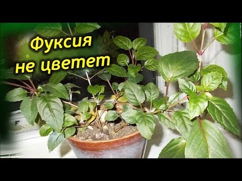 Видео: Почему не цветет Фуксия? Как заставить цвести растение!