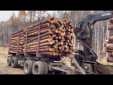 Видео: Лесовозные движения)