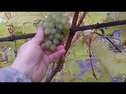 Видео: Поради початківцям...!?! 