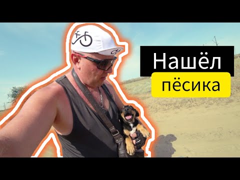 Видео: Нашел пёсика в степи. Про закон о тишине и шумных соседях. Море синема свалка.