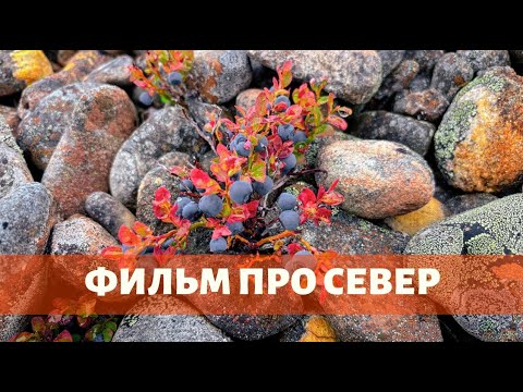 Видео: ЦАРСТВО СЕВЕРНОГО ОЛЕНЯ. Поход по полуострову Рыбачий (полная версия)