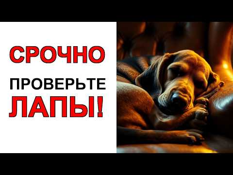 Видео: 🐕 Ваша собака УПИРАЕТСЯ на прогулке Вот что она на самом деле пытается вам СКАЗАТЬ!