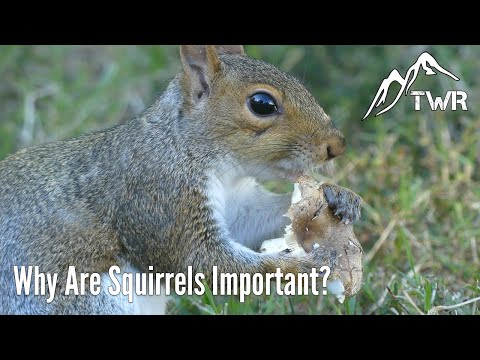 Видео: Белки НАМНОГО круче, чем вы думаете (вот почему!)