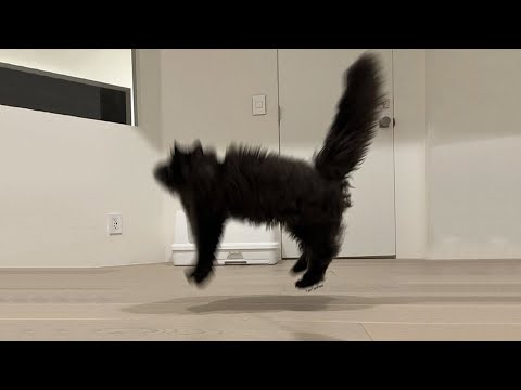 Видео: Самые смешные видео с кошками 2025 года 😹 Постарайтесь не смеяться 😂 Часть 3