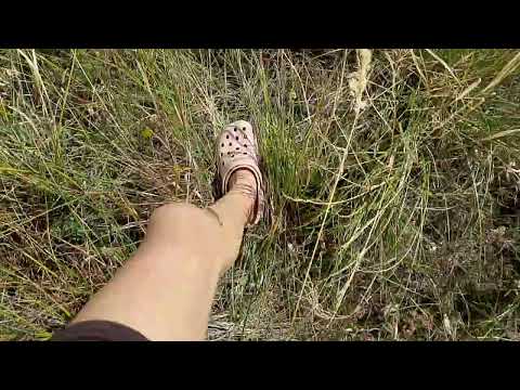 Видео: Гуляю/рассказываю истории/ловлю ящериц🗣️🏃🏞️ кто хочет 2 часть?