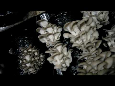 Видео: мицелий НАШ !!! вешенка штамм К17 урожайность мицелия funnymushroomschool