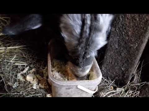 Видео: З чого і як я готую козам пійло ...