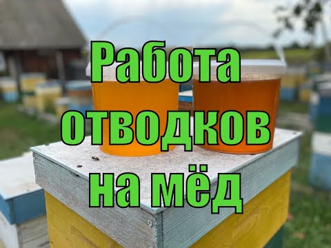 Видео: ИЗ ЛЕТНЕГО!!! РАБОТА ОТВОДКОВ НА МЕД!!! СЕЗОН 2023!!!
