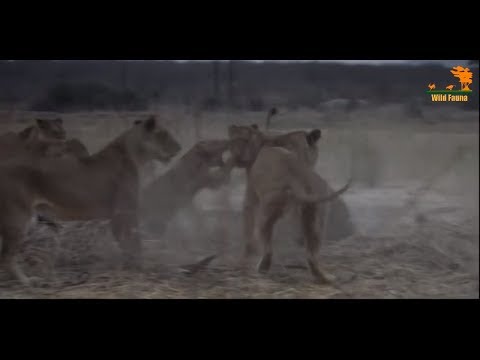 Видео: Wild Fauna / Битва прайдов / Lion Kingdom / 2-Охотник на гигантов