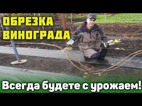 Видео: При такой обрезке кустов винограда Вы всегда будете с урожаем!