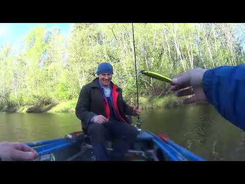 Видео: Новичкам везет! Рыбалка троллингом на реке Плюсса, попали под раздачу щуки!
