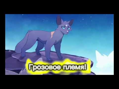 Видео: Коты-воители подборка видео с тик-тока 5#