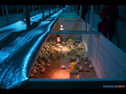 Видео: ПЕРЕПЕЛИНАЯ ФЕРМА ЭТО БИЗНЕС ? СТОИТ ЛИ УВЕЛИЧИВАТЬ ПОГОЛОВЬЕ ПЕРЕПЕЛИНОЙ ФЕРМЫ.