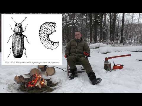 Видео: Короеды и другие стволовые вредители. Часть 1.