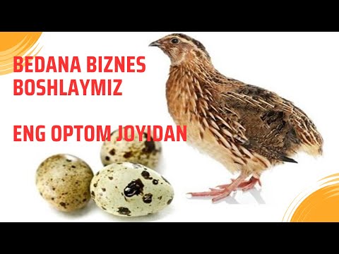 Видео: Bedana biznes boshlash | bedana narxlari 2025 | bedana tuxum narxlari | бедана нархлари 2025