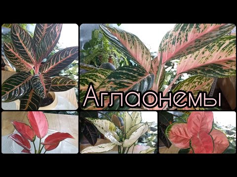 Видео: НЕ мельчают листья после ПЕРЕСАДКИ!😊Обзор АГЛАОНЕМ в январе🌱Суматра🌹Рэд стар🌱Пинк Валентин🌹Крит и др