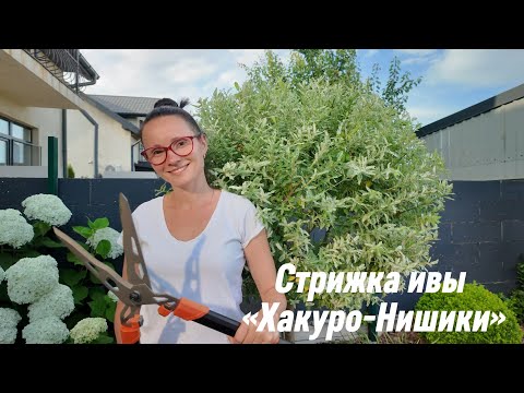 Видео: Ива Хакуро-Нишики | формировка для красивой кроны | Сад для чайников